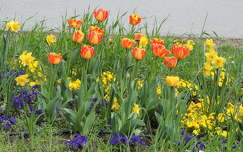 tulipán tavaszi virág tavasz nárcisz