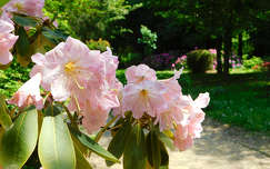 Rododendron virágzás a Kámoni Arborétum és Ökoturisztikai Központban ❤ Szombathely
