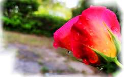 rózsa vízcsepp bimbó