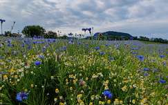 Kamillás Búzavirágos mező