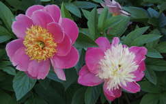 pünkösdi rózsa tavaszi virág címlapfotó