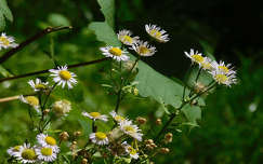Margaretta