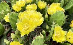 kaktuszvirág kaktusz címlapfotó