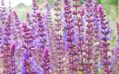 Tavaszi vadvirágos: Ligeti Zsálya, méhlegelő