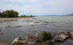 hattyú balaton kacsa vizimadár tó magyarország
