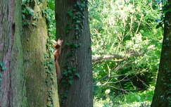 Erdőlakó a Kámoni Arborétumban