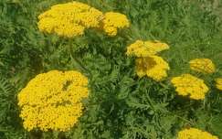 Sárga/jószagú cickafark - Achillea filipendulina