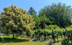 Szelídgesztenyefa virágzik