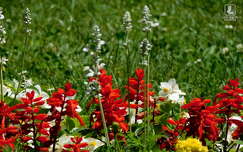 piros-fehér-zöld, kerti virágok