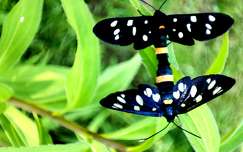 Fehérpettyes álcsüngőlepke