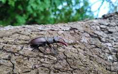 szarvasbogár rovar