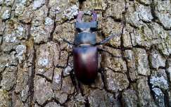 Nagy szarvasbogár