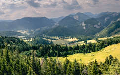 erdély románia címlapfotó hegy örökzöld fenyő nyár kárpátok