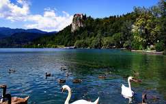 tó bledi-tó címlapfotó hattyú kacsa nyár szlovénia alpok vizimadár várak és kastélyok