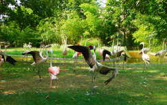 Flamingó-tánc a veszprémi Kittenberger Kálmán Növény- és Vadasparkban.