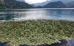 alpok bledi-tó levél tó szlovénia hegy tavirózsa