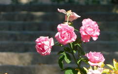 Rózsa - szín