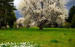 tavasz, nárcisz, cseresznyefa, Rédics, Zala megye, virágzó fa