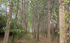 fa, erdő, Merzse-mocsár