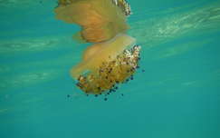 Szemölcsös medúza, Elba sziget, Olaszország