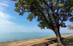 balaton címlapfotó fa tó magyarország