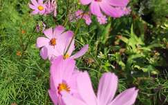 virág, nyári virág, lila