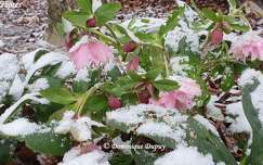 Les Héllébores du jardin sous la neige