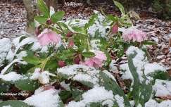 Les Héllébores du jardin