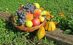 gyümölcs gyümölcskosár szőlő alma barack tök körte ősz