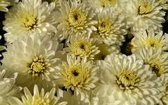 krizantém - Chrysanthemum