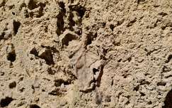Lillafüred Szent István-barlang/megkövesedett falevél