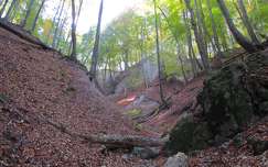 erdő