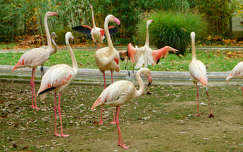 Flamingó a veszprémi Kittenberger Kálmán Növény- és Vadasparkban.