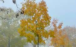 ősz fa köd