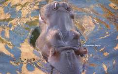 Zoo de Beauval - Hippopotame