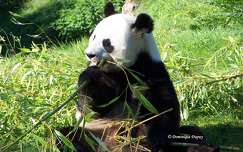 Zoo de Beauval -Panda