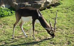 Zoo de Beauval - Antilope