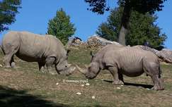 Zoo de Beauval - Rhinocéros