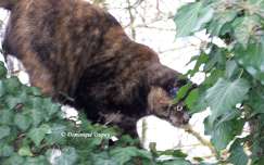 Chatte - Caramel