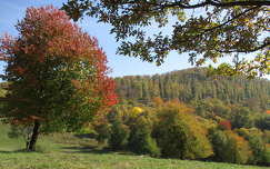 címlapfotó erdő ősz fa