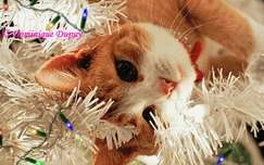 Christmas Cat