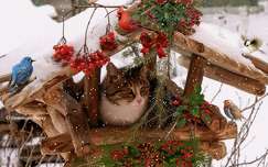 Birdhouse