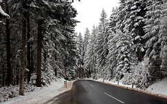 fenyő örökzöld út címlapfotó erdő tél