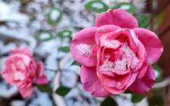 Rózsa havasan
