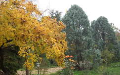 Naspolya,ősz,kert