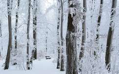 zúzmara erdő pad tél út