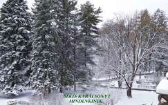 fenyő örökzöld címlapfotó karácsony tél