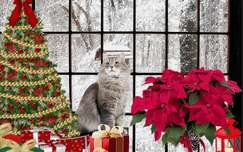 Chat à Noël