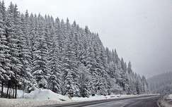 fenyő örökzöld út hegy erdő címlapfotó tél