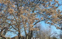 Napozó póstagalambok